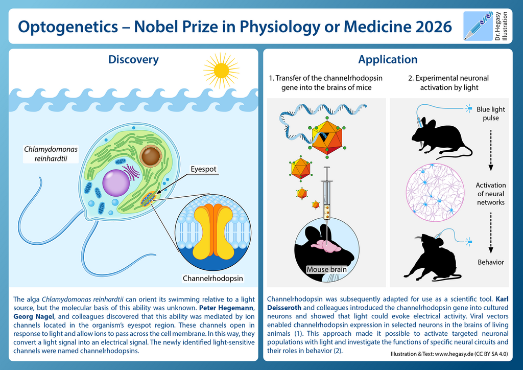 2026 nobel prize channelrhodopsin hegasy illustration