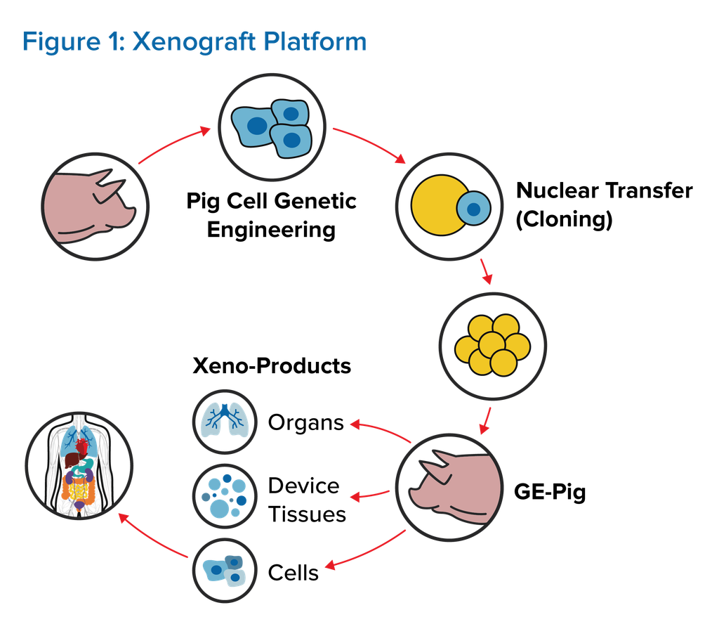 xenograft graphic 02